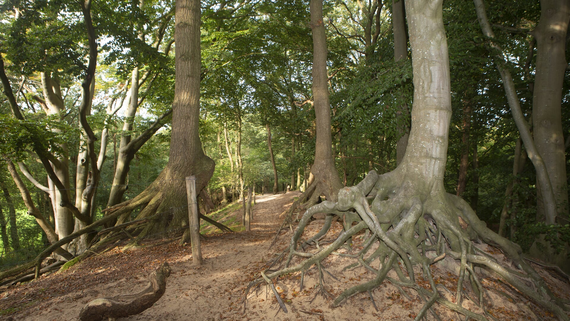 Stuifzandrug in het Wilbrinkbos in Voorthuizen